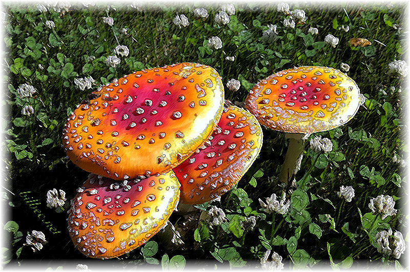 amanita