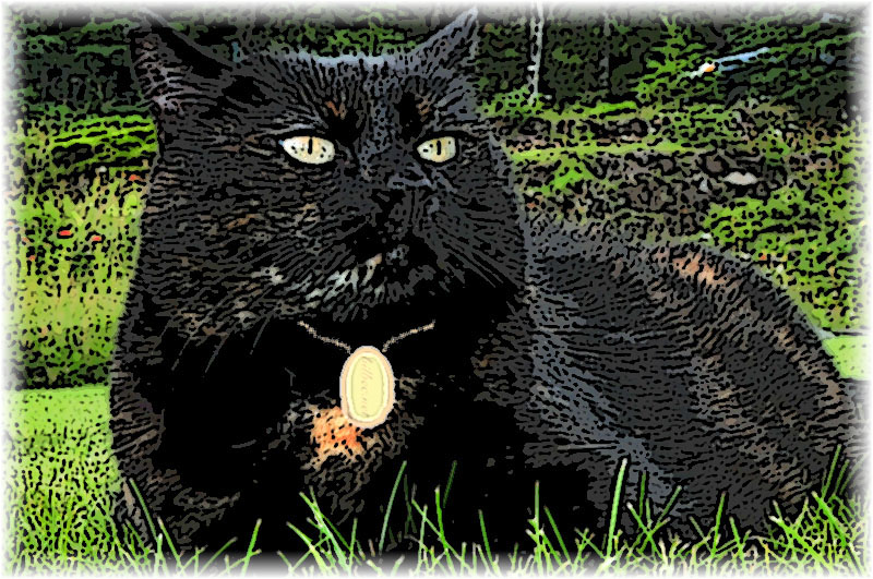 black cat
