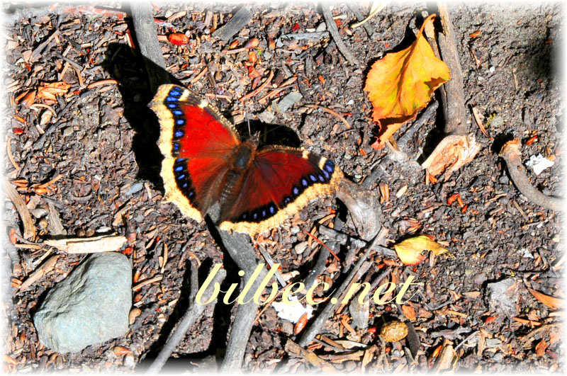 butterfly
