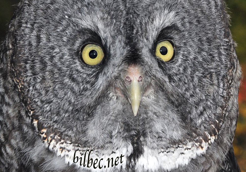 gray owl