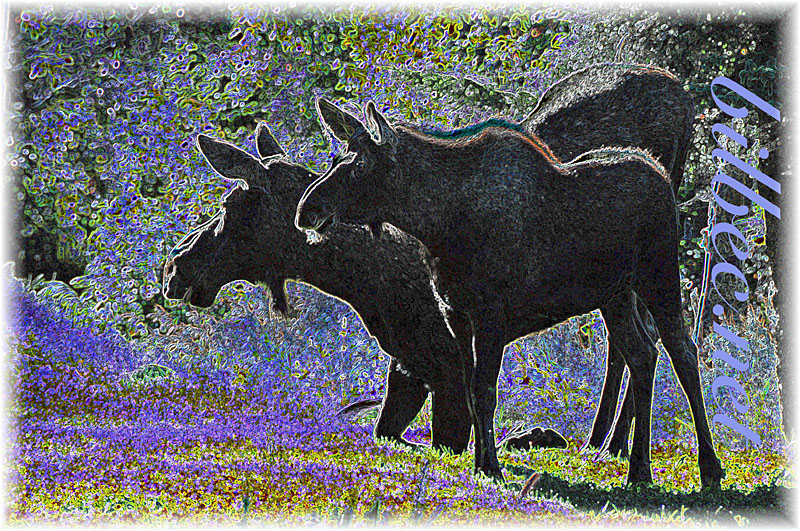 moose logo