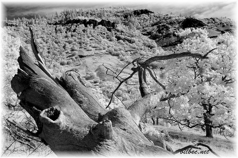 desert black and white